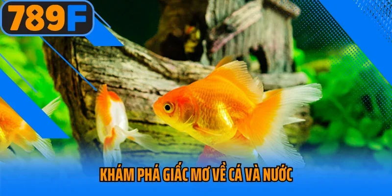 Khám phá giấc mơ về cá và nước
