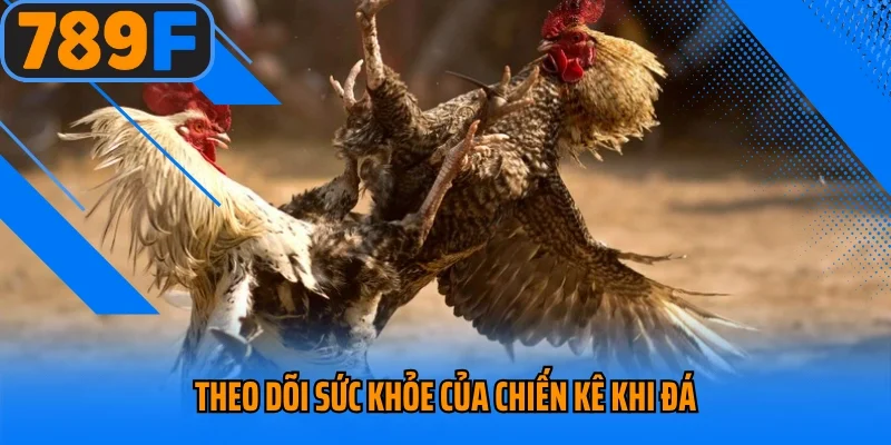 Theo dõi sức khỏe của chiến kê khi đá