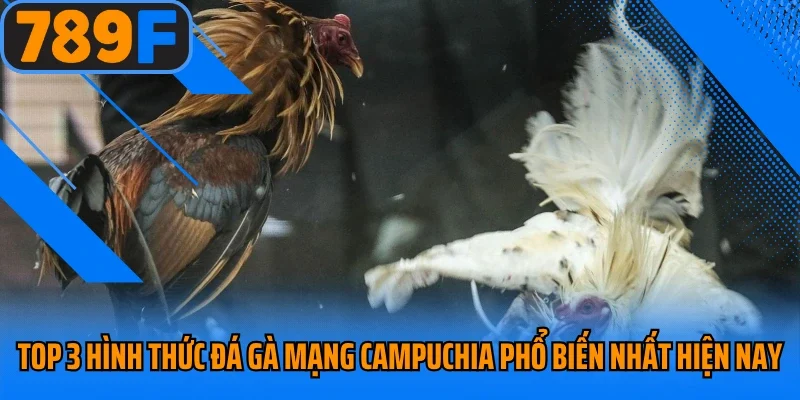 Top 3 hình thức đá gà mạng Campuchia phổ biến nhất hiện nay